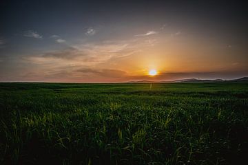 Zonsondergang bij het groene gras van Stedom Fotografie