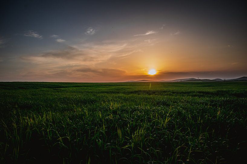 Sunset at the green grass by Stedom Fotografie