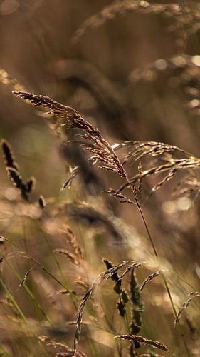 Des herbes sous le soleil chaud
