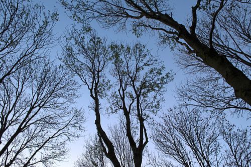 Les arbres au crépuscule