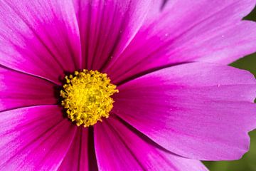 Pink flower by Esther's Photos