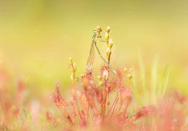 Sundew vs Damselfly