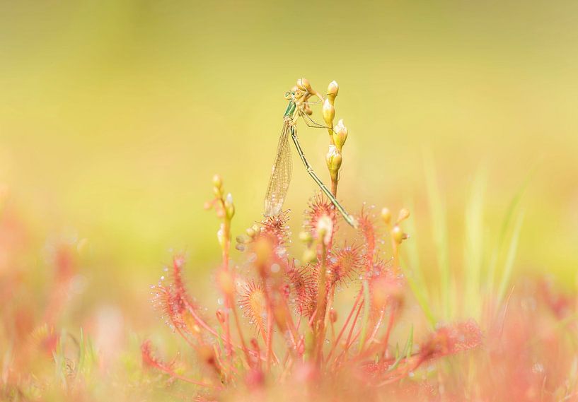 Sundew vs Damselfly by Ans Bastiaanssen