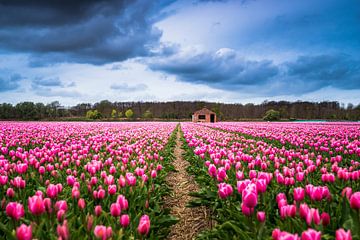 Een tulpenveld bij Lisse 'Nederland'  van Etienne Hessels