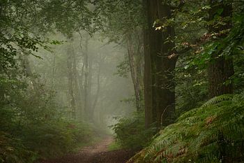 Waldweg im Nebel