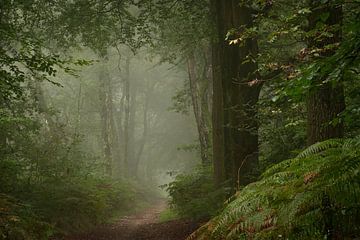 Bospad in de mist van René Jonkhout