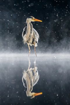 Grey Heron (Ardea cinerea) juvenile reflected in shallow water at night by Nature in Stock