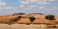 Les Springboks dans les dunes - Sossusvlei par Tine Depré Aperçu