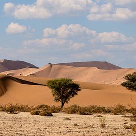 Les Springboks dans les dunes - Sossusvlei sur Tine Depré