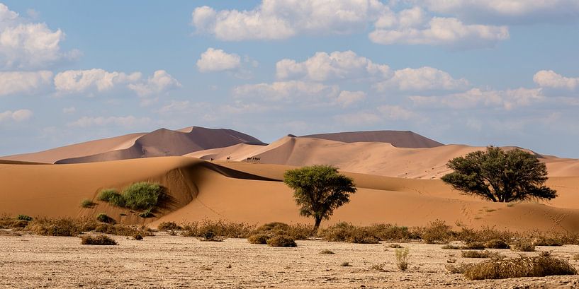 Les Springboks dans les dunes - Sossusvlei par Tine Depré