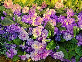 Primel Belarina Rosa von Dorothy Berry-Lound