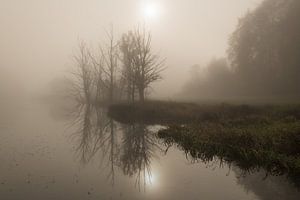 Des arbres sur la rive dans le brouillard