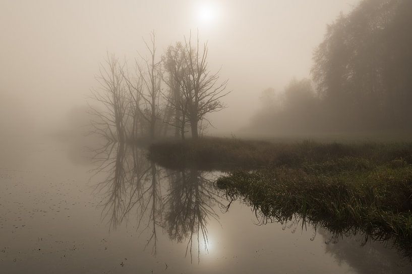 Trees on the bank in the fog by Denis Feiner