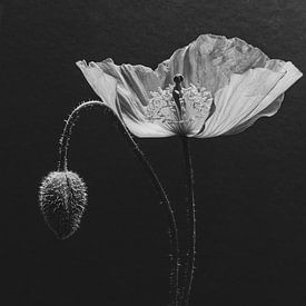 Schijnpapapaver van Cobi de Jong