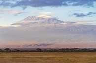 De Kilimanjaro. van Monique van Helden thumbnail