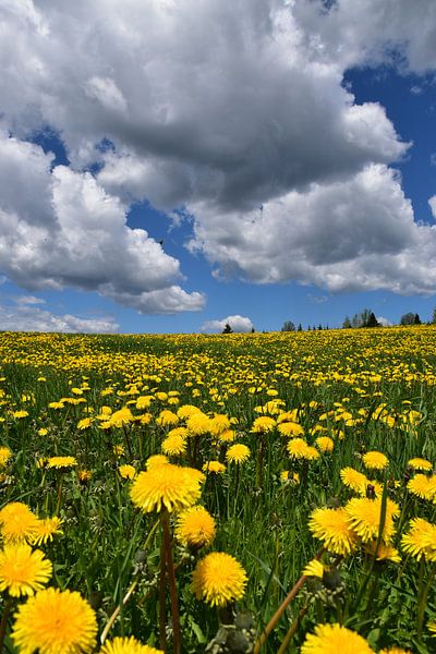 A field of dandelions in spring by Claude Laprise