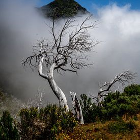 treetop sur Stefan Bauwens Photography