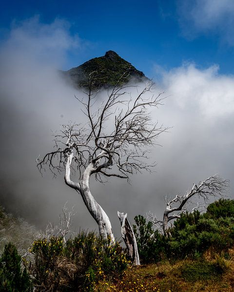 boomtop van Stefan Bauwens Photography