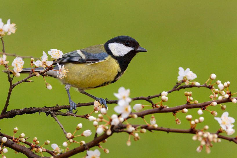 Kohlmeise (Parus major) auf einem blühenden Zweig sitzend von Beschermingswerk voor aan uw muur