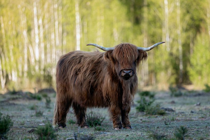 Rode Schotse hooglander van gea strucks