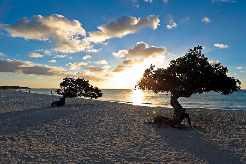 Dividivi bomen op het strand in Aruba bij zonsondergang van Eye on You