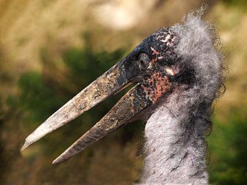 afrikanischer Marabu von Loek Lobel