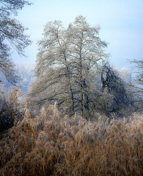 Boom in een idyllisch winterlandschap van ManfredFotos