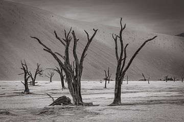 Deadvlei in Sossusvlei, Namibia by Patrick Groß