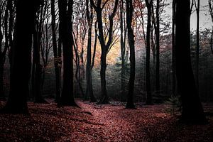 Belle lumière du soleil dans le Speulderbos sur Eddy Westdijk