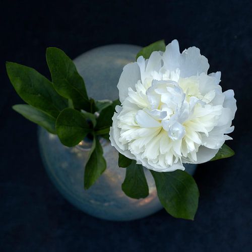 Still life with peony in Mobach vase [square]. by Affect Fotografie