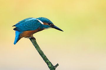 Eisvogel auf Ast von Ronald Kamphuis