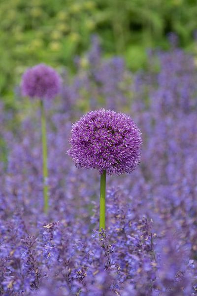 Allium, een sierui von Yvonne van der Meij