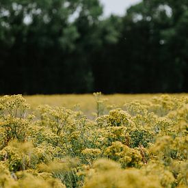 Een gele bloemenveld van Jessica Arends