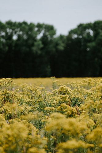 A yellow flower field