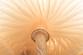 Porseleinzwam von Art Wittingen