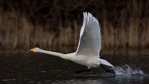 Wilde Zwaan