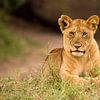 Lion cub by Claudia van Zanten