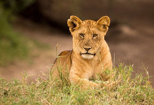 Lion cub