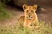 Lion cub van Claudia van Zanten