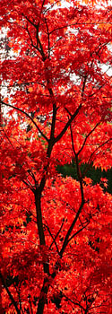 Red in Japan
