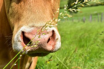 Landleben - Glückliche Rinder V van DeVerviers