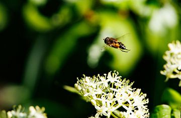 Abeille, volant. sur John Brugman