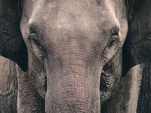 Close up van een olifant