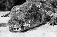 krokodil/alligator van Daphne Brouwer thumbnail