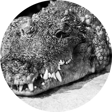 krokodil/alligator van Daphne Brouwer
