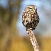 Steinkauz, auf einer Stange sitzend von AdWF