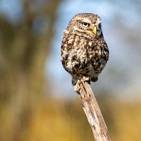 Steenuil, zittend op een paal van AdWF