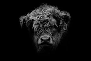 Schottisches Highlander-Kalb Kopf in schwarz und weiß