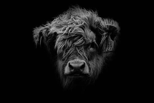 Scottish highlander calf head in black and white