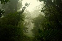into the woods